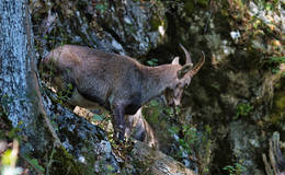 Steinbock bei der Drachenhöhle Foto WEGES