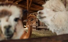 Alpacas in the stable