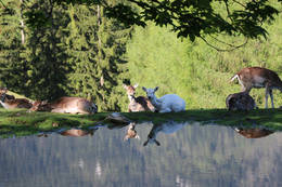 Deers in the Öko Park