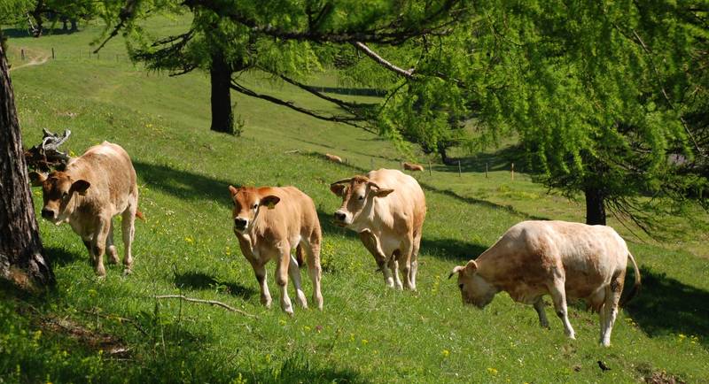 Livestock under the trees