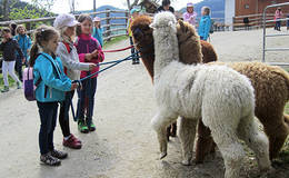 Guided Tours with alpacas