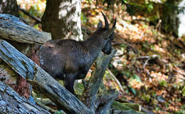 Rote Wand Steinbock Foto WEGES