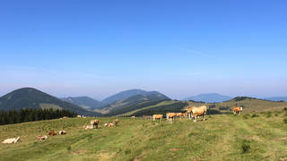 Siebenkögel loop road / Sommeralm / hiking tour