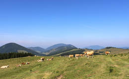 Sommeralm mit Ochsen