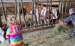 Biobauernhof Eibisberger Kühe füttern