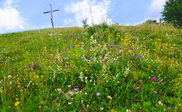 Wildflower meadow on Gschaid Gipfel with summit cross