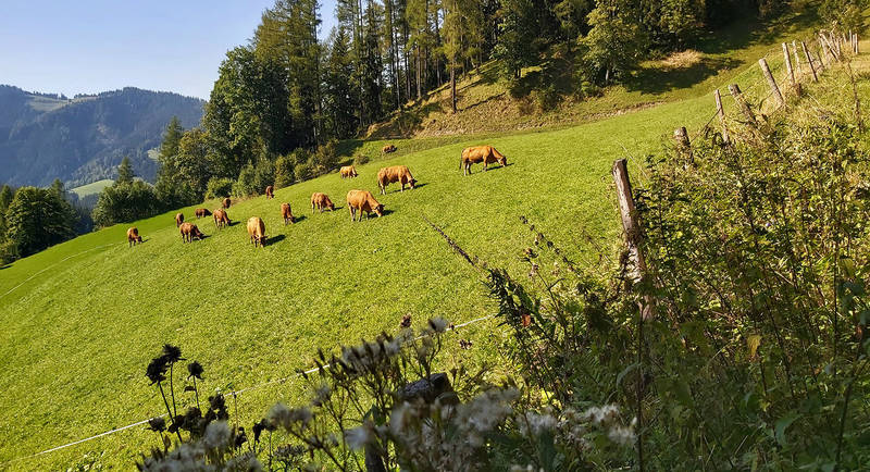 Hofbaueralm-Runde Eibegg Foto Pollhammer