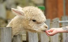 Feeding alpaca