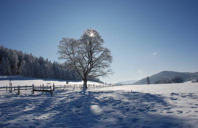 Winter sun at Nechnitz