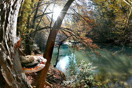 Pflanzen und Tiervielfalt in der Raabklamm