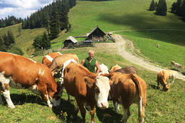 Rinder bei der Hofbauer Almhütte
