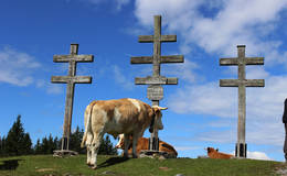 Weather crosses with oxes