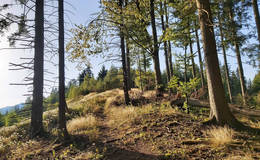 Hofbaueralm-Weg Foto Pollhammer