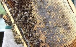 Bee colony