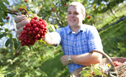 Vogelbeeren