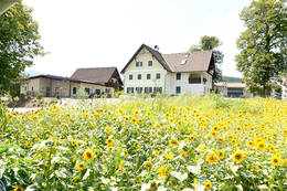 Sonnenblumenfeld beim Moarhofhechtl