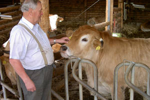 Mr. Leitner sen. with his cows