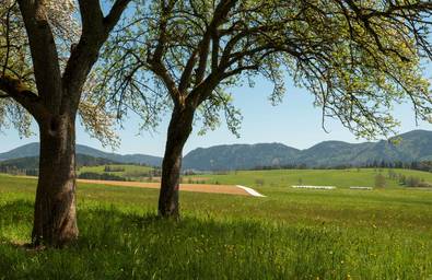 Frühlingswiese im Almenland