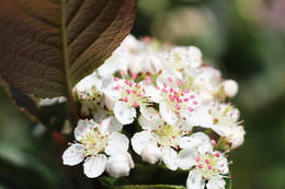 Die Blüte der Aronia Beeren