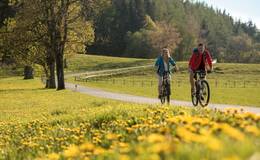 Ride your bike alon dandelion meadows