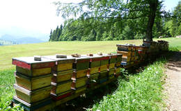 Bee colony next to the wood