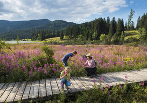 Moor nature trail / Teichalm / Nature Park