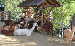 The alpacas on the farm