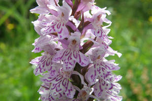 Fingerwurz - Orchideenvielfalt im Naturpark