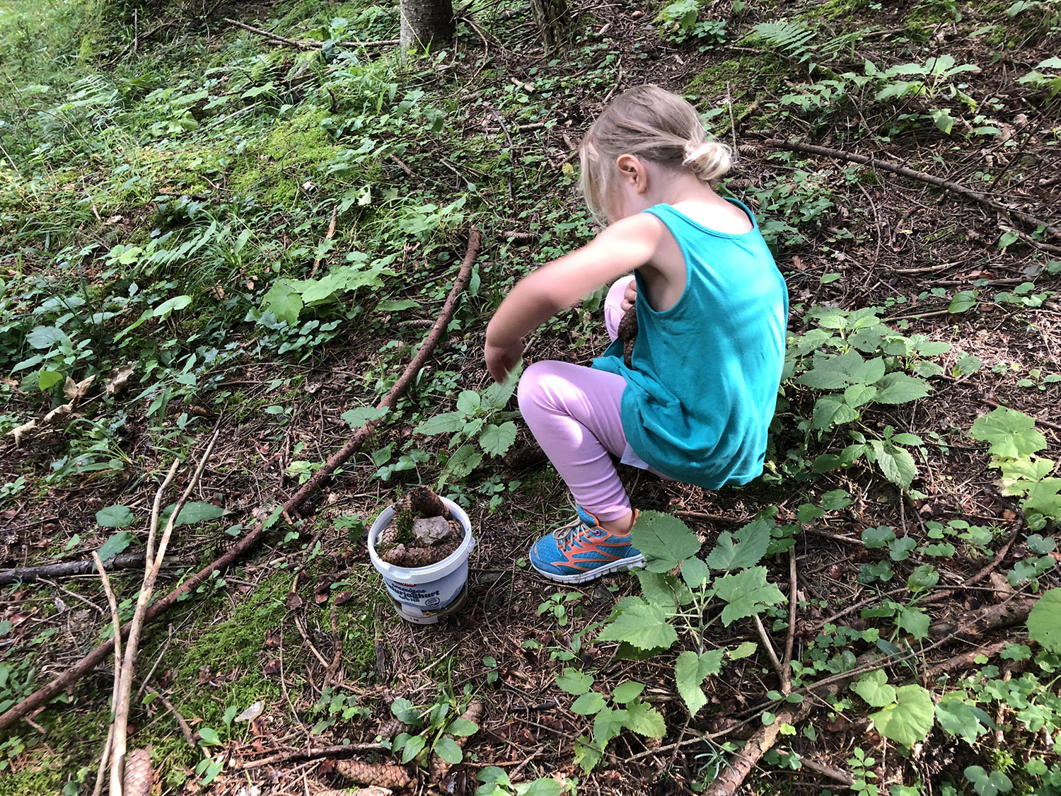 Zapfen sammeln im Wald