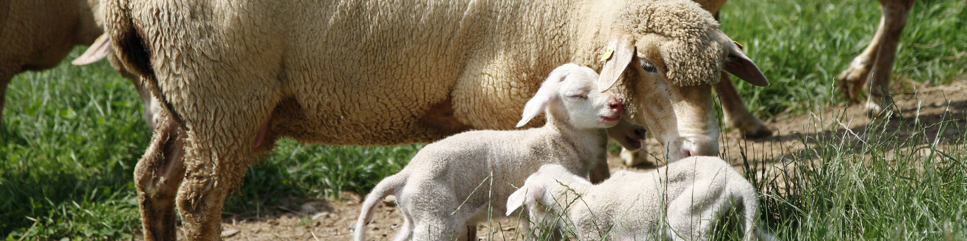 Die Weizer Schafbauern produzieren eine Vielfalt an Schaf-Produkten
